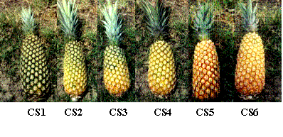 color satges